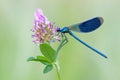 Banded Demoiselle