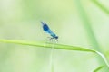 The Banded demoiselle is a large damselfly