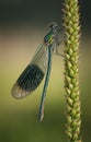 Banded Demoiselle Royalty Free Stock Photo