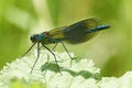 Banded Demoiselle - male - Calopteryx splendens