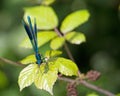 Banded Demoiselle male (Calopteryx splendens) resting Royalty Free Stock Photo