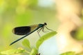 Banded demoiselle on tree Royalty Free Stock Photo