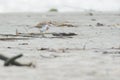 Banded Dotterel