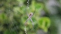 Banded garden spider (Argiope trifasciata) sits in the center of the web, waits a victim and moves pedipalps