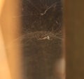 Banded Garden Spider in web Royalty Free Stock Photo