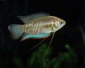 Banded or Giant Gourami, colisa fasciata Royalty Free Stock Photo