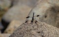 Banded Groundling Brachythemis Leucosticta Drgaonfly Royalty Free Stock Photo