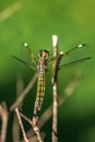 Banded groundling dragonfly Brachythemis leucosticta resting on a branch twig, Entebbe, Uganda Royalty Free Stock Photo