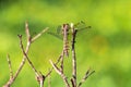 Banded groundling dragonfly Brachythemis leucosticta resting on a branch twig, Entebbe, Uganda Royalty Free Stock Photo