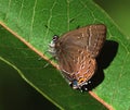 Banded Hairstreak butterfly rests in the morning sun Royalty Free Stock Photo