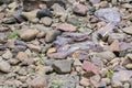 Banded Hematite Jasper and other  Rocks laying on river bed  India Royalty Free Stock Photo