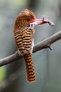 Banded Kingfisher Royalty Free Stock Photo