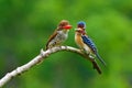 Banded Kingfisher bird