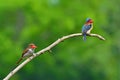 Banded Kingfisher birds Royalty Free Stock Photo