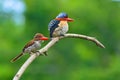 Banded Kingfisher birds Royalty Free Stock Photo