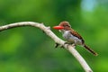 Banded Kingfisher birds Royalty Free Stock Photo