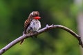 Banded Kingfisher birds