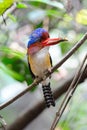 Banded Kingfisher (Male) Royalty Free Stock Photo