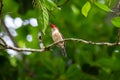 Banded Kingfisher male perched on a branch Royalty Free Stock Photo