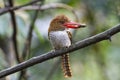 Banded kingfisher female feed her chicks.