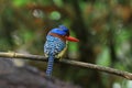 Banded kingfisher & x28;lacedo pulchella& x29;.