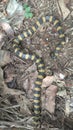 The banded krait Bungarus fasciatus