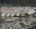 Banded krait Bungarus fasciatus Snake