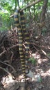 The banded krait Bungarus fasciatus