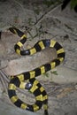 Banded krait snake specie Bungarus fasciatus in Nepal Royalty Free Stock Photo