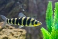 A banded Leporinus against a background of bogwood and plants Royalty Free Stock Photo