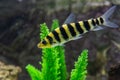 A banded Leporinus against a background of bogwood and plants Royalty Free Stock Photo