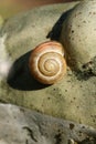 A Banded or Lipped Snail, Cepaea, resting on a garden ornament in springtime.