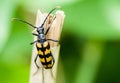 Banded longhorn beetle