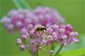 Banded Longhorn Beetle 815389