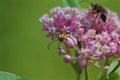 Banded Longhorn Beetle 815387