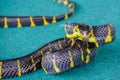 Banded mangrove snake Boiga dendrophila melanota.