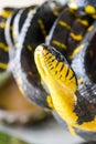 Banded mangrove snake Boiga dendrophila melanota.