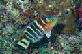 Banded Maori Wrasse Cheilinus fasciatus