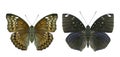 Banded marquis euthalia teuta goodrichi and blue-spot archduke lexias albopunctata exotic and beautiful butterfly in
