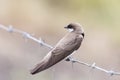 Banded Martin Royalty Free Stock Photo