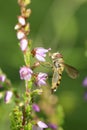 Banded Meliscaeva Hoverfly Royalty Free Stock Photo