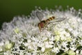 Banded Meliscaeva Hoverfly Royalty Free Stock Photo