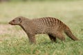 Banded mongoose Royalty Free Stock Photo