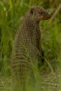 Banded Mongoose Royalty Free Stock Photo