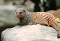 Banded mongoose Royalty Free Stock Photo