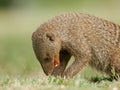 Banded mongoose Royalty Free Stock Photo