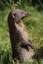 Banded mongoose