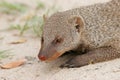 Banded mongoose Royalty Free Stock Photo