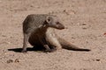 Banded Mongoose