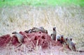 Banded Mongoose